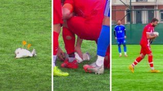 Viral: en el fútbol de Turquía le dieron un pelotazo a una gaviota y un jugador tuvo que reanimarla con RCP Viral: en el fútbol de Turquía le dieron un pelotazo a una gaviota y un jugador tuvo que reanimarla con RCP