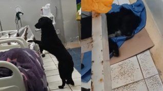 El perro abandonado que tuvo final feliz en Perú
