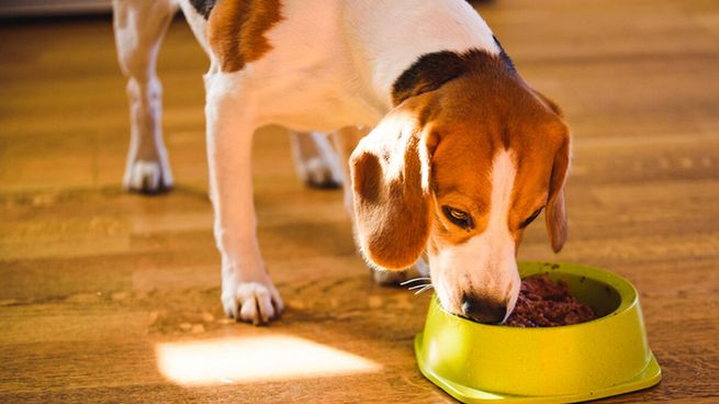 Día del perro adoptado: una jornada de visibilidad en los derechos animales.