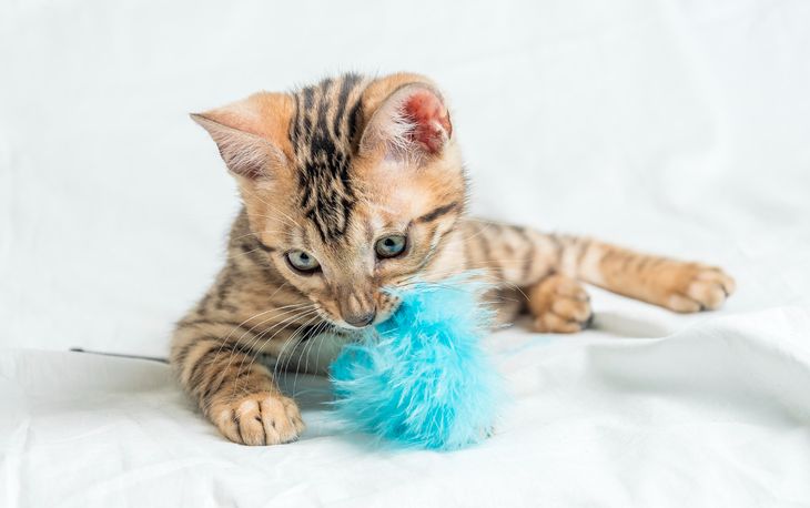 Cat toys are a good option to calm their anxiety or stress. Cat toys are a good option to calm their anxiety or stress.