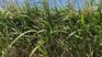 A company will export the first 500 tons of sorghum from Uruguay to China. A company will export the first 500 tons of sorghum from Uruguay to China.