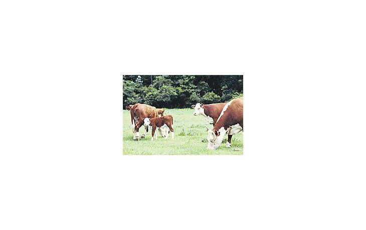 ámbito.com | La producción de ganado vacuno se encuentra en un proceso contradictorio: por un lado,un consumo interno altamente demandante; y por el otro, un marcado intervencionismoestatal que afecta el crecimiento de la actividad.