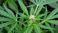 Cannabis.&nbsp;