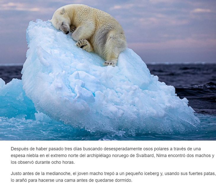 Description of the photograph on the Wildlife Photographer of the Year website. Description of the photograph on the Wildlife Photographer of the Year website.