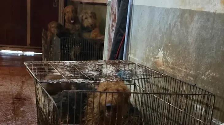 El operativo fue catalogado por los propios agentes como “desgarrador”. El operativo fue catalogado por los propios agentes como “desgarrador”.