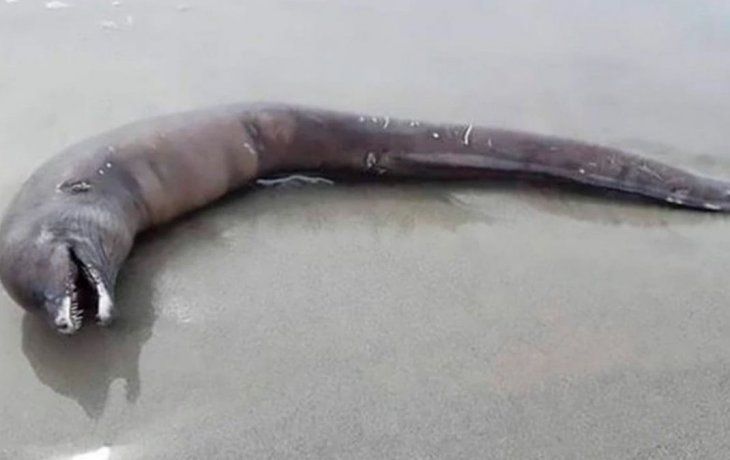 La criatura apareció en las costas de&nbsp;la playa Destiladeras de Jalisco, México.&nbsp;