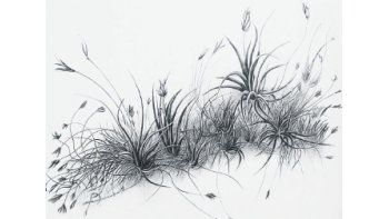 ámbito.com | Moreiro. Un arte que se mimetiza con la naturaleza.