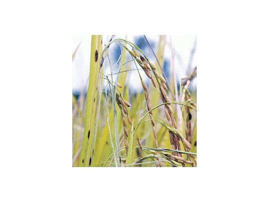 Los 11,2 millones de cubanos consumen 11 libras de arroz como promedio mensual para un uso local de más de 600.000 toneladas.