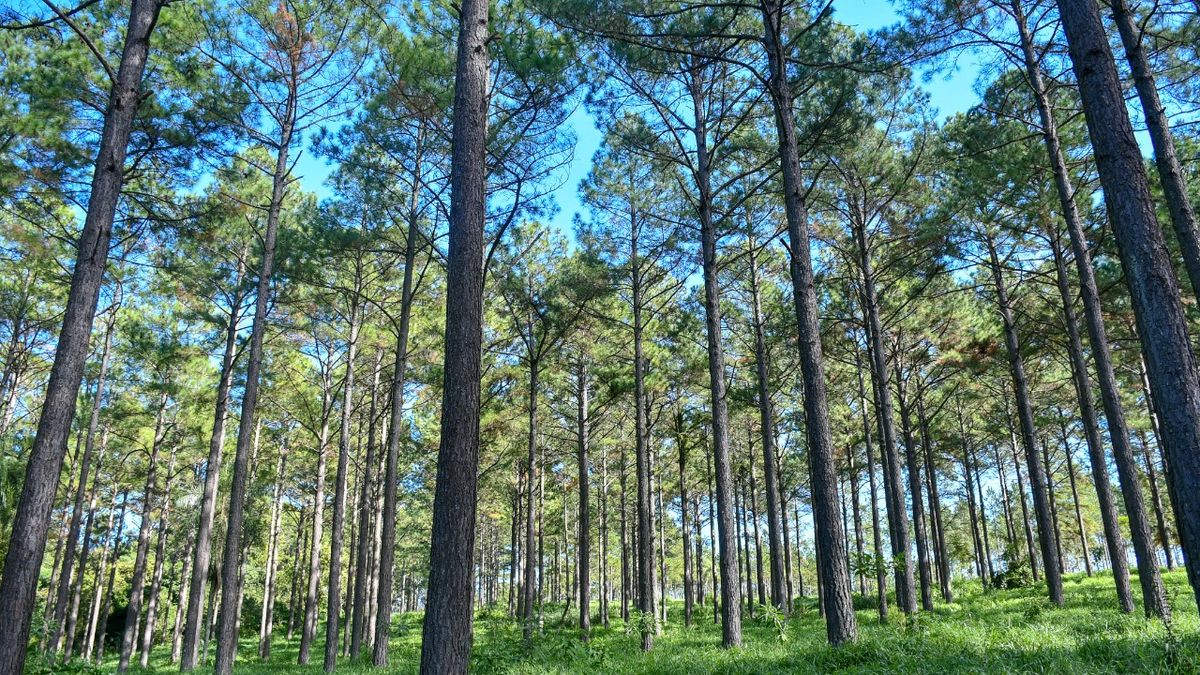 The Argentine Forestry Fair together with INTA will have demonstrative plots of forest species