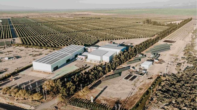 El complejo incorpora tres líneas italianas Alfatek, capaces de procesar hasta 10.000 envases por hora.