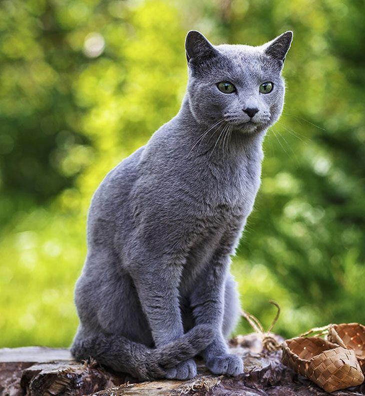 Estas son las razas de gatos más caros del mundo