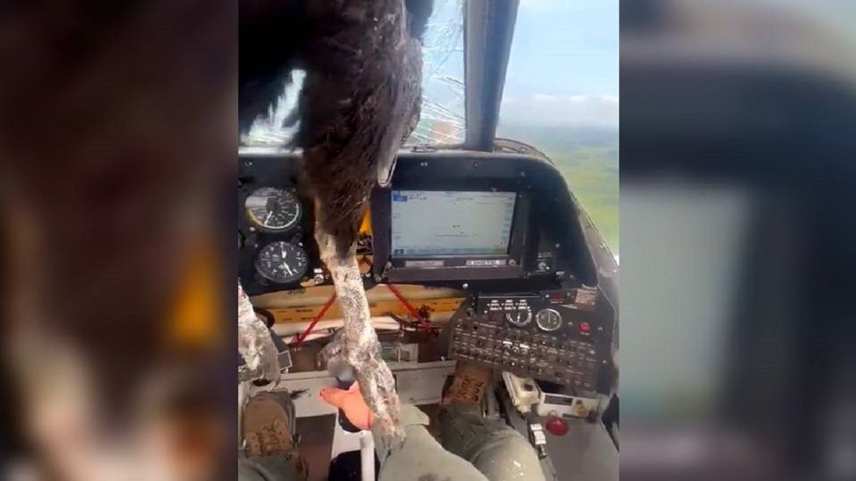 a condor collided with a small plane in flight and the pilot ended up bathed in blood