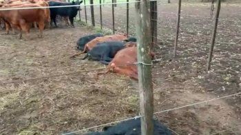 El suceso se produjo en uno de los&nbsp;corrales&nbsp;de la feria ubicada sobre la calle España y Circunvalación Pedro Ramos. Tapalqué