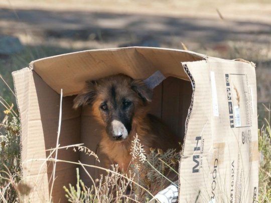 perro.jpg