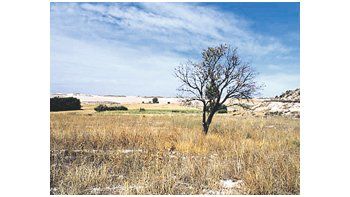 Uruguay, un país que basa su economía en las exportaciones agropecuarias, enfrenta desde hace algunos días una sequía que afecta parte de la nación, y el Gobierno ya prepara algunas medidas para minimizar sus efectos.