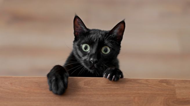 Los peligros de dejar suelto o dar en adopción a gatos blancos y negros en octubre.&nbsp;