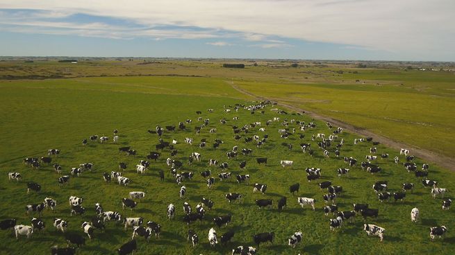 Las exportaciones de leche en polvo entera han crecido para Uruguay, a pesar de la baja en el precio promedio.