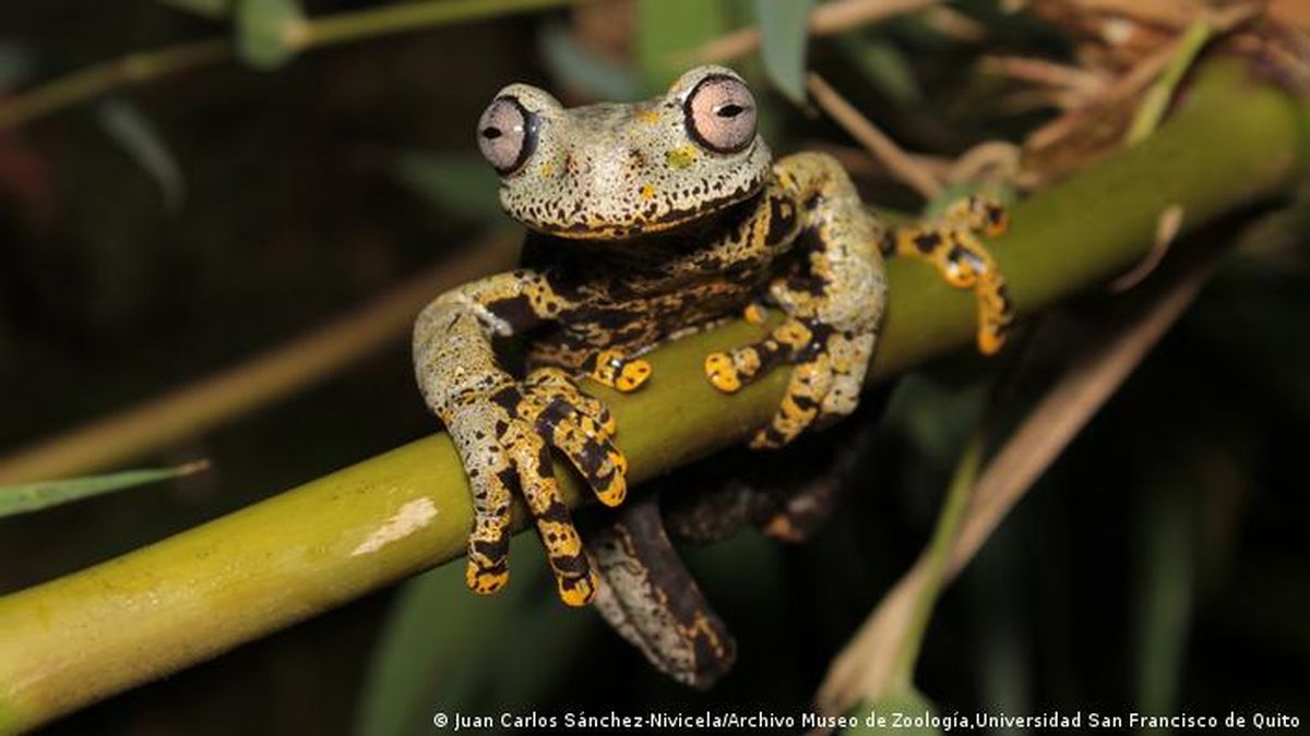 They discover a Tolkien frog, which seems from a fantasy universe