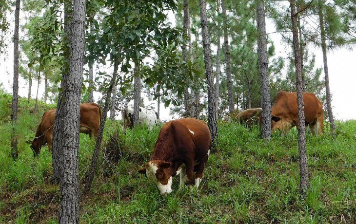 ámbito.com | Ganadería.jpg