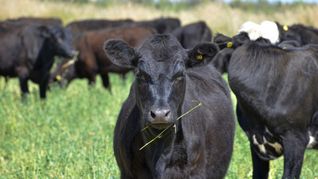 Gobierno envió a La Pampa $20 millones para programa de saneamiento de brucelosis