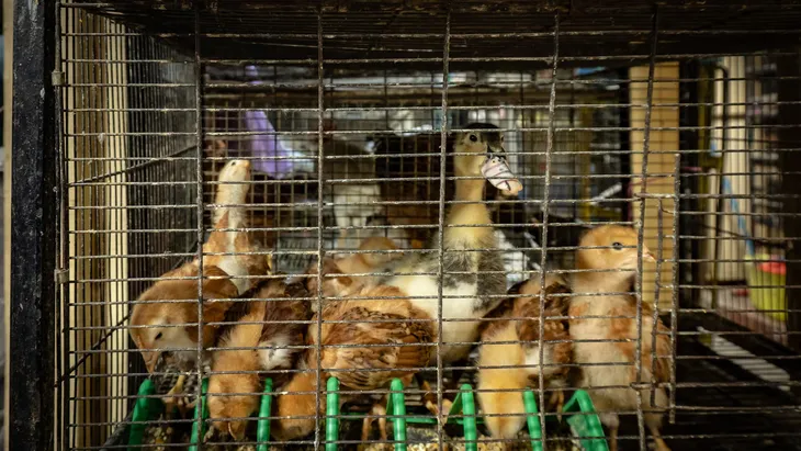 El Mercado de Sonora no puede vender más animales. El Mercado de Sonora no puede vender más animales.