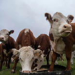 Los ganaderos aguardan por una buena producción desde comienzos de la primavera. Los ganaderos aguardan por una buena producción desde comienzos de la primavera.