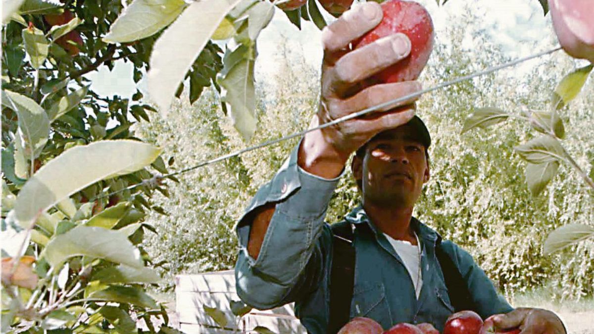 More than 600,000 tons of Rio Negro fruit go abroad