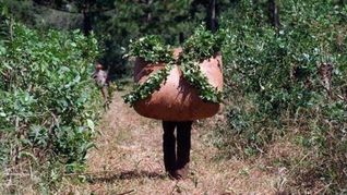 nacion fijara el valor de la yerba mate para la zafra de verano