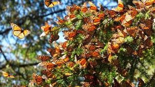 La magia de las mariposas monarca. La magia de las mariposas monarca.