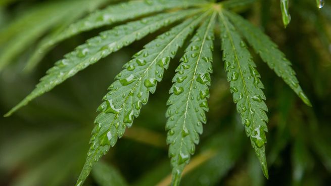 Un informe de la ONU indició que la legalización del cannabis en Uruguay no redujo el mercado ilegal ni el consumo.