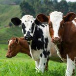 El personal policial realizó comprobaciones en el terreno y verificaciones de planteles en establecimientos de la zona de San Justo, al noreste de Santo Domingo, en busca de pistas sobre el destino del ganado. El personal policial realizó comprobaciones en el terreno y verificaciones de planteles en establecimientos de la zona de San Justo, al noreste de Santo Domingo, en busca de pistas sobre el destino del ganado.