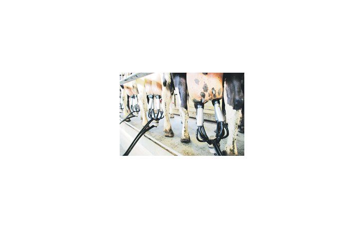 Pese a que el precio internacional de la leche bate récords, los tamberos no pueden aprovechar los valores por la intervención del Gobierno en el mercado.