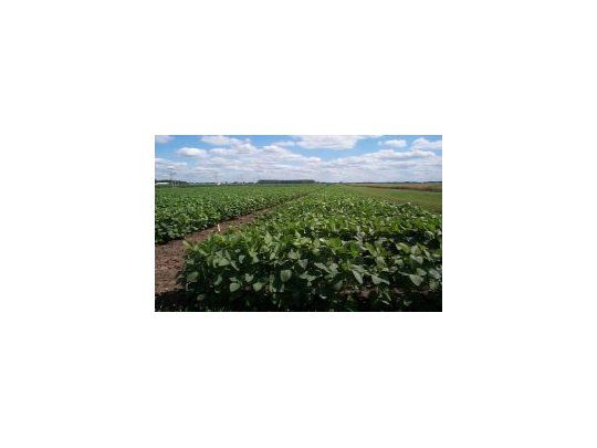 USDA ratifica cosecha récord de soja argentina