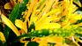 The leaves get yellow because of the lack of chlorophyll. The leaves get yellow because of the lack of chlorophyll.