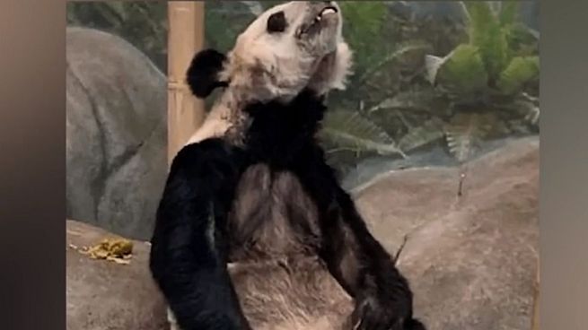 Fotos de Yaya, que apareció delgada y huesuda en el zoo de Memphis, EE. UU.