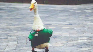 El pato Merlín, la mascota de México en el Mundial 2026. El pato Merlín, la mascota de México en el Mundial 2026.