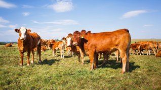 ámbito.com | campo ganado carne retenciones.jpg