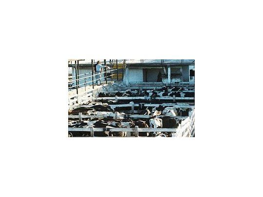 Cotización en el mercado de hacienda de Liniers