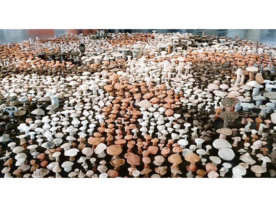 Bienal vegetal. Al ingresar se destaca una acumulación de 2.000 hongos de arcilla de diferentes tamaños, realizados por alumnos de escuelas de San Pablo convocados por el español Antonio Ballester Moreno.
