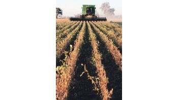 Se estima que el gigante asiático mantendrá firme su demanda de productos de soja, pero desviaría sus compras especialmente hacia Brasil, en detrimento de los Estados Unidos.