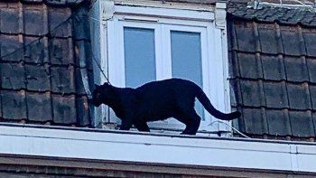 Al animal se lo había visto pasear días atrás por los techos de un edificio.&nbsp;