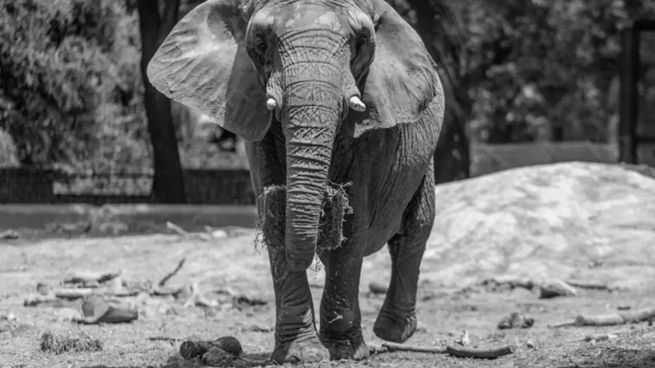 Pupy, la elefanta trasladada desde el Ecoparque porteño, murió a los 35 años en un santuario brasileño.