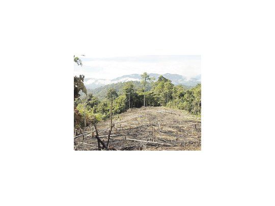 Los bosques serranos pasaron de cubrir el 8,4% a solo el 0,5% del territorio provincial