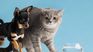 Before adopting a pet, consider the benefits for children and carefully evaluate the key factors to ensure a safe and healthy coexistence. Before adopting a pet, consider the benefits for children and carefully evaluate the key factors to ensure a safe and healthy coexistence.
