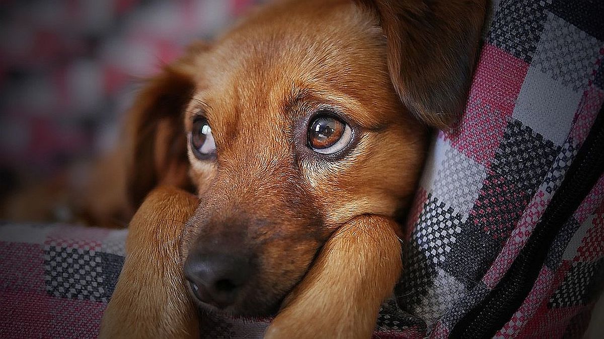Los siete errores más frecuentes al desparasitar a tu perro