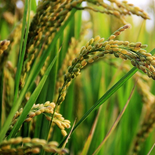 El arroz completa casi todo el área planificada y el norte se prepara para cerrar los últimos lotes. El arroz completa casi todo el área planificada y el norte se prepara para cerrar los últimos lotes.