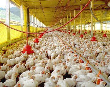 Más problemas para los productores Más problemas para los productores