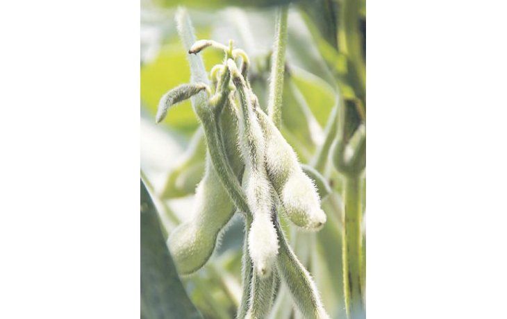 ámbito.com | Para Oil World, el área de soja podría experimentar una caída de entre 1 millón y 2 millones de hectáreas en los próximos años en la Argentina.