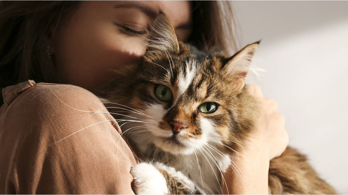Does your cat ignore you? Science revealed how to improve the relationship with your pet