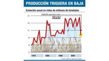 Reducen más pronósticos para cosecha de trigo
